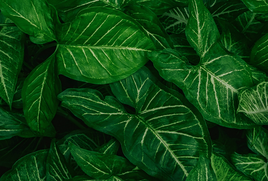 Monstera