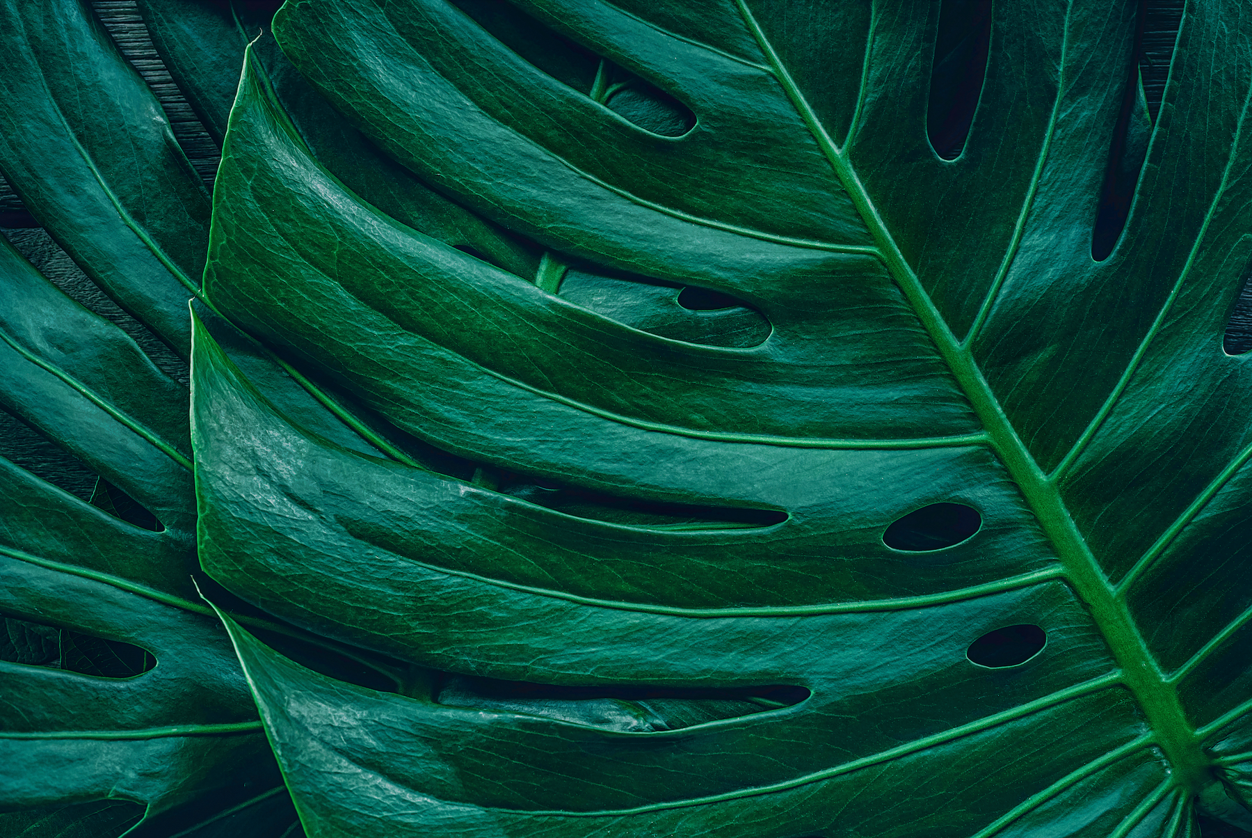 Monstera Vice