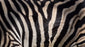 Shadowed Zebra