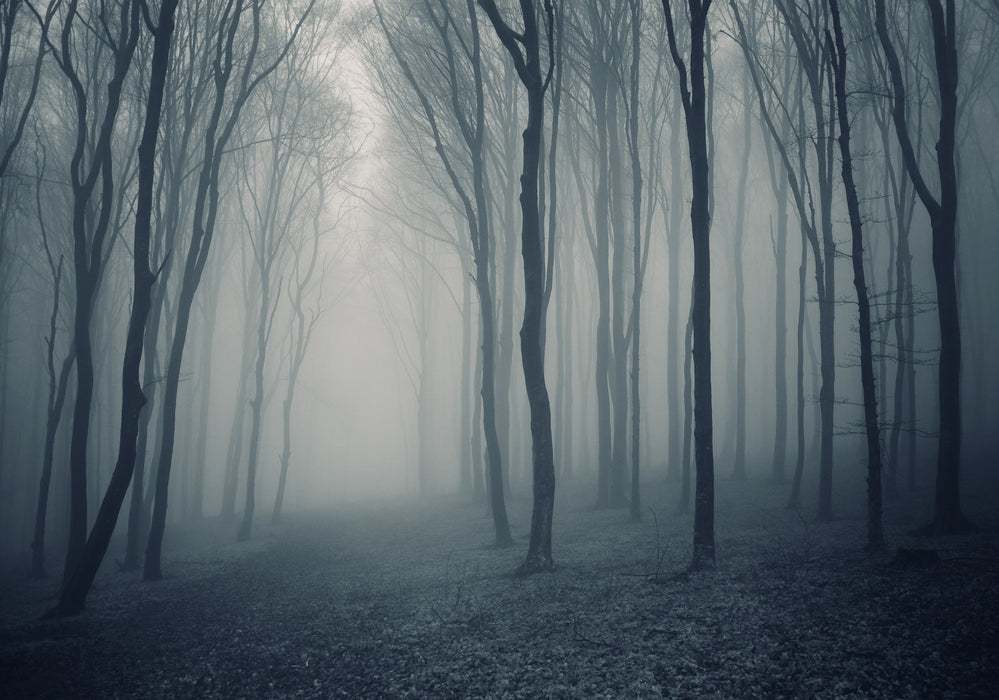 Misty Forest-0004